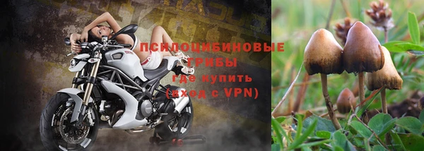 PSILOCYBIN Михайлов